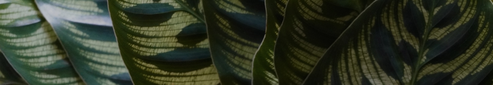 プライバシーポリシー